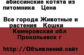 абиссинские котята из питомника › Цена ­ 15 000 - Все города Животные и растения » Кошки   . Кемеровская обл.,Прокопьевск г.